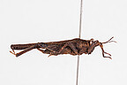 Phelene reinschmidti (Holotypus)