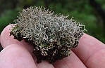 Bild 3: Die Falsche Rentierflechte oder auch Gefleckte Strauchflechte (Cladonia rangiformis) besitzt regelmäßig verzweigte Triebe. Die hier zu sehenden Triebe sind ausgewachsen. Es sprießen nur noch neue nach oben - Foto von J. Simmel