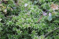 Bild 11: Das Sparrige Torfmoos (Sphagnum squarrosum) besitzt stark abgespreitzte Blätter und ist regelmäßig beastet. Bayerischer Wald - Foto von J. Simmel