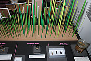 Model of forest succession in an exposition