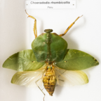 Choreadodis rhombicollis