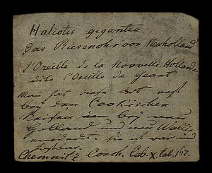 Etikett zum Beleg CONCH 05039 Haliotis gigantea Gmelin, 1791 - Riesenohr von Neuholland (Australien)
