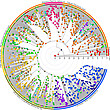 Evolutionsgeschichte von 1006 <i>Trigonopterus</i>-Arten species Evolutionsgeschichte von 1006 <i>Trigonopterus</i>-Arten