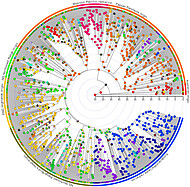 Evolutionsgeschichte von 1006 <i>Trigonopterus</i>-Arten