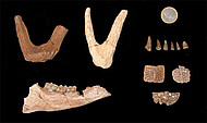 Wirbeltierfossilien aus der Bolinger Schlucht