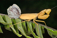 Praying mantid with egg cocoon (Ootheca)