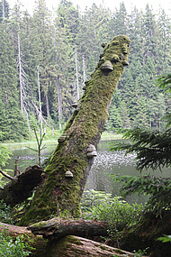 Zunderschwamm auf einem Buchenstamm am Ufer des Wildsees