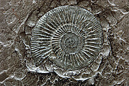 Ammonite