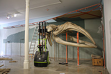 Das seit rund 40 Jahren im Museum gezeigte Skelett eines Pazifischen Nordkaper-Wals wird  im Juni 2015 demontiert. Es wird in der neuen Ausstellung freischwebend von der Decke abgehängt zu bestaunen sein.