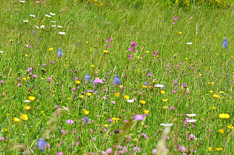 blumenreiche Mähwiese