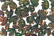 Probe edaphischer Rüsselkäfer aus einem Tieflandregenwald Neuguineas