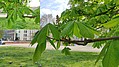 Bild 8: 20.04.2021 - Insgesamt ist der Baum um einiges fülliger geworden. Unterhalb entspringt noch ein kleines Blatt, welches nicht größer wird - Foto N. Wehner