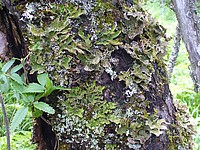 Bild 2: Die Echte Lungenflechte (Lobaria pulmonaria) gehört zu den streng geschützten Arten. Sie kann nur unter perfekten Bedingungen überleben und dient daher als Indikator für intakte Ökosysteme. Das Foto entstand am Baikalsee - Foto von J. Simmel