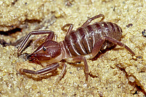 Camel spider (Solifugae, Ammotrechidae) from Venezuela (Foto: H.Höfer)