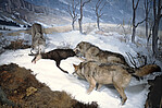 Meute de loups