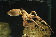 Common octopus