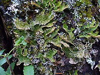 Bild 4: Die Echte Lungenflechte (Lobaria pulmonaria) gehört zu den streng geschützten Arten. Sie kann nur unter perfekten Bedingungen überleben und dient daher als Indikator für intakte Ökosysteme. Das Foto entstand am Baikalsee - Foto von J. Simmel