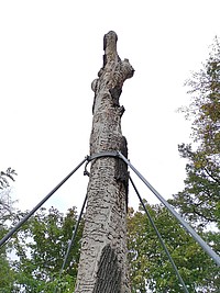 Bild 2: Heldbockeiche nahe Oberwald. Gut sichtbar sind die Fraßgänge und die Stahlkonstruktion - Foto von N. Wehner