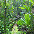 Tieflandregenwald auf der Insel Biak