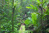 Tieflandregenwald auf der Insel Biak