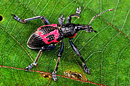 Weevil from New Guinea (Rhinoscapha fenestrata)