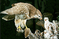 Family of common buzzards