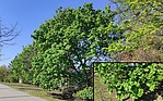 Bild 7: 26.04.2021 - Die Blätter sind voll entfaltet, rau, dunkelgrün und straff gespannt. Die Fliegerfrüchte sind fertig gebildet und wachsen in den nächsten Tagen um ein paar Zentimeter - Foto N. Wehner