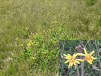 Die Arnika kommt im Gebirge vor und steht auf der Roten Liste gefährdeter Arten in Deutschland. Sie wird als Arzneipflanze als Tinktur benutzt, ist allerdings bei Verzehr giftig (Lähmungen, Atemstörungen,...) - Foto J. Simmel