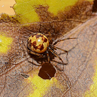 Die eingeschleppte Steatoda triangulosa