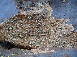 Bild 1: Krustenflechte auf den Kanarischen Inseln mit blauen Fruchtkörpern des Pilzes. Der braune Teil ist die Kombination von Alge und Pilz (Thallus der Flechte) - Foto von J. Simmel