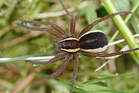 Weibliche Jagdspinne in einem Allgäuer Moor