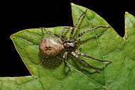 Zartspinne Anyphaena accentuata (Foto: H.Höfer)