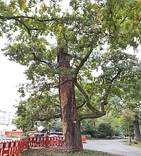 Bild 1: Heldbockeiche im Nymphengarten