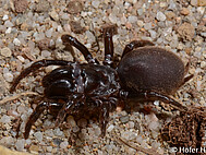 Einheimische Vogelspinnenverwandte (Atypus piceus)