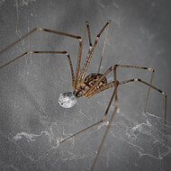 Im Haus halten uns die Zitterspinnen Insekten vom Hals.