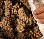 Kot von Fleckenmusangs in Käfighaltung, die ausschließlich mit Kaffeekirschen gefüttert wurden. Aus den ausgeschiedenen Kaffeebohnen wird der Spezialitätenkaffee Kopi Luwak hergestellt © Wibowo Djatmiko (Wie146) (CC BY-SA 3.0)