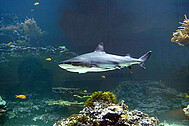 Eines der Highlights in der Dauerausstellung "Form und Funktion - Vorbild Natur": unser Hai Kalli.