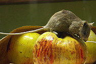 House mouse