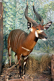 Der Bongo, eine Regenwaldantilope, lebt vorwiegend in dichten Waldgebieten