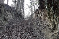 Löss-Hohlweg am Durlacher Turmberg - Foto J. Simmel