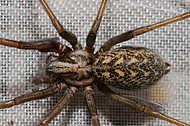 Hausspinne Tegenaria atrica (Foto: H.Höfer)