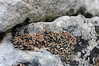 Bild 1: Flechten sind sehr genügsam und besiedeln selbst karge Felsen (auf Sardinien) - Foto von J. Simmel