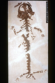 Fossiles Skelett des Riesensalamanders Andrias scheuchzeri