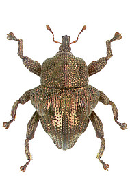 Trigonopterus fulgidus Riedel