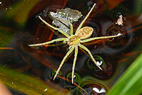 Junge Gerandete Jagdspinne auf der Wasseroberfläche