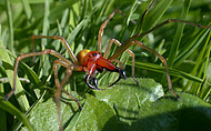 Dornfinger Cheiracanthium punctorium (Foto: H.Höfer)