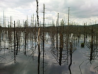 Bild 7: Wiedervernässter Abbaubereich am Federsee. Das Gebiet wurde geflutet um das Moor zu renaturieren - Foto von J. Simmel