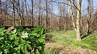 Bild 4: Zahlreiche Busch-Windröschen blühen im Oberwald Ende März/ Anfang April - Foto N. Wehner
