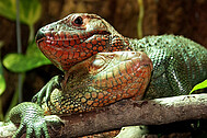 Northern Caiman lizard