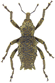 Poropterus westwoodi, ein Cryptorhynchinae aus dem Lamington N.P.